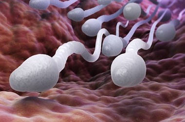 espermatozoides en la uretra